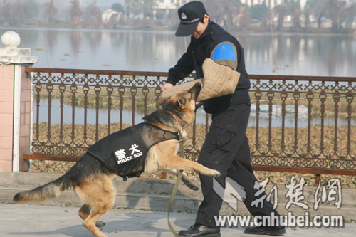 快讯 武汉市警犬基地教导员姚传猛介绍"单身宿舍"里面住着德国牧羊