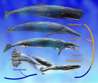 4000万年前鲸鱼长有4条腿