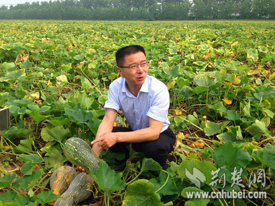 嘉鱼县委书记熊征宇的一天(一:南瓜地里的孺子情