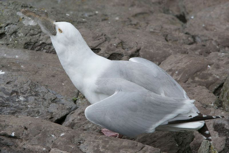 Ÿֻ