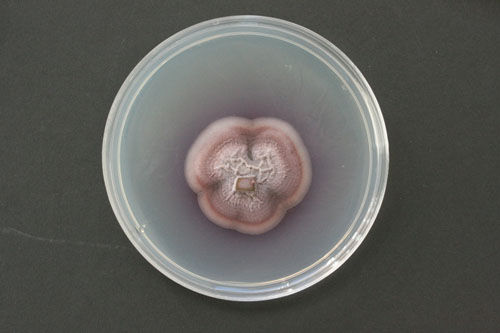 科学家发现可将植物废料直接变成柴油的真菌