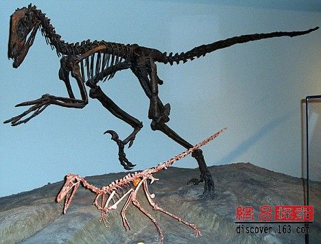 研究人员在阿根廷发现新种恐龙骨骼