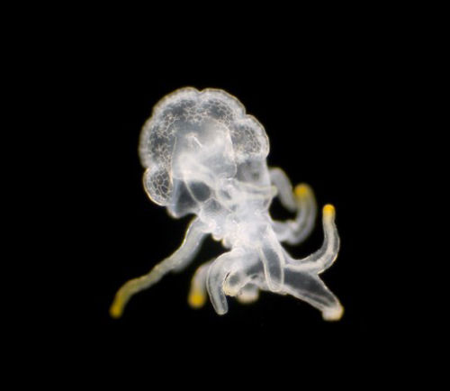 贝博士拍摄的令人吃惊的浮游生物照片,为人类展示了海洋生物的另一面