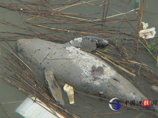 南京长江水域又一江豚死亡原因暂不明