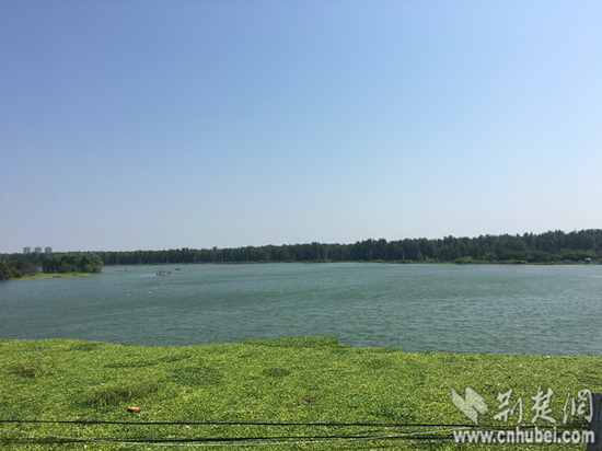 [巡堤剪影]东荆堤上的"捕鳝高手"和"码包王"(组图)