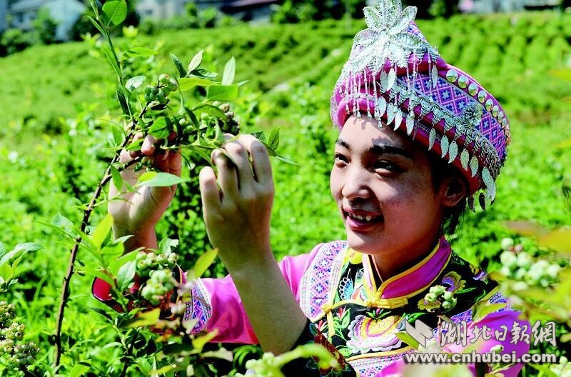 荆楚新跨越楚天都市报讯 图/记者王永胜 文/记者陈俊 建始县连绵起伏