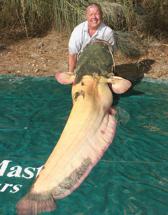 4米186斤白化鲶鱼 称重后放生(图)