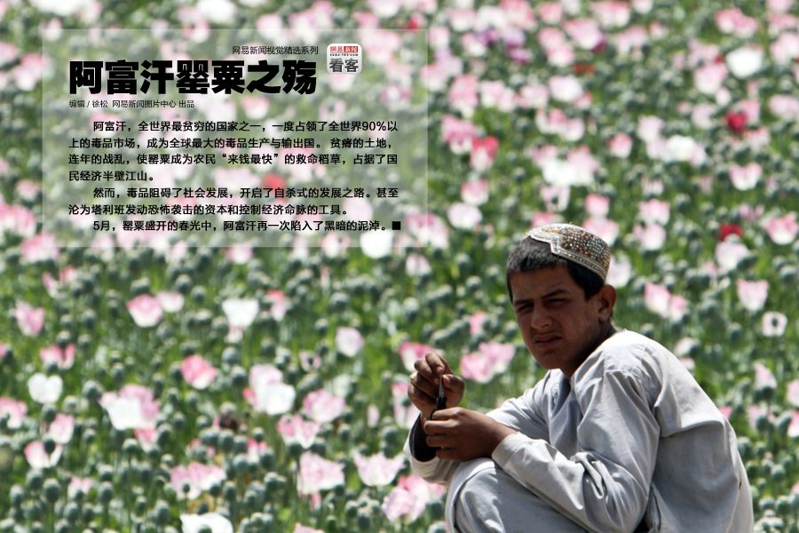 阿富汗罂粟种植规模史无前例 供全球9成鸦片消费(图)